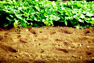 若さと経験の融合