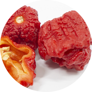 キャロライナリーパー