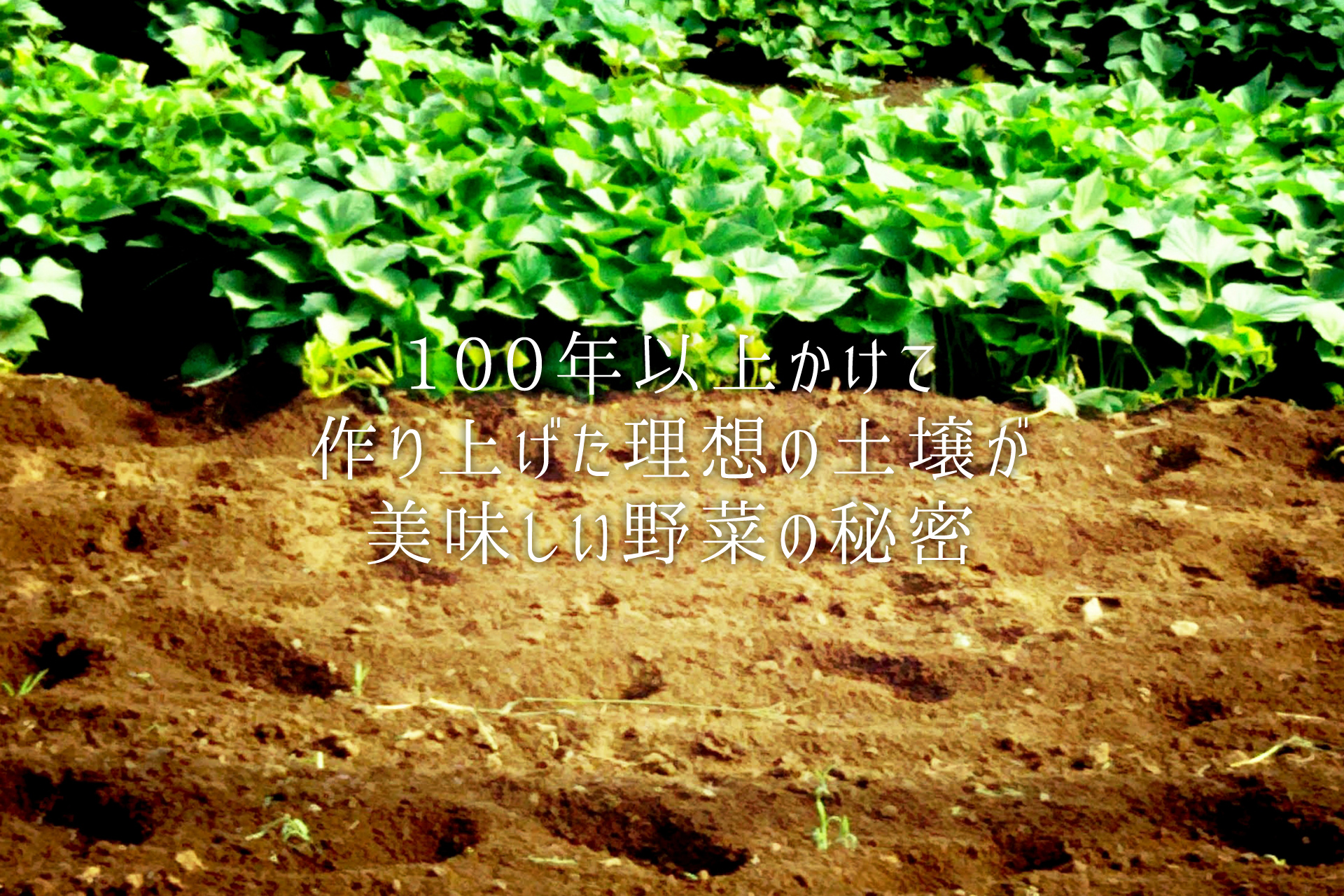 100年以上かけて作り上げた最高の土壌