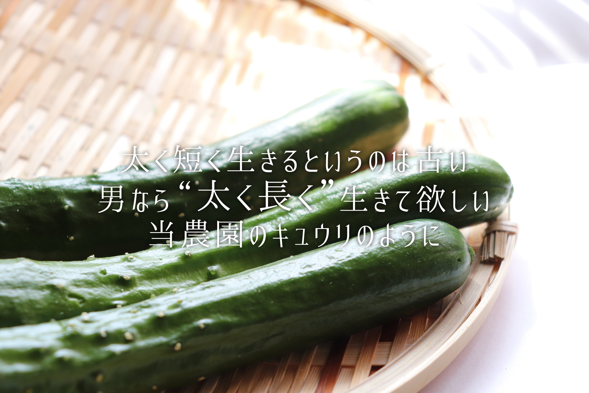 太くて長い倉田農園のキュウリ